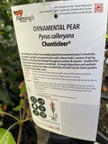 PYRUS CHANTICLEER 25CM