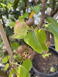 PYRUS CHANTICLEER 25CM