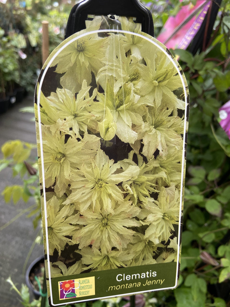 CLEMATIS MONTANA JENNY 20CM – Poyntons Nursery