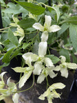 CLEMATIS MONTANA JENNY 20CM