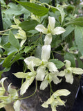 CLEMATIS MONTANA JENNY 20CM