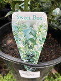 SARCOCOCCA RUSCIFOLIA 20CM