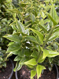 SARCOCOCCA RUSCIFOLIA 20CM