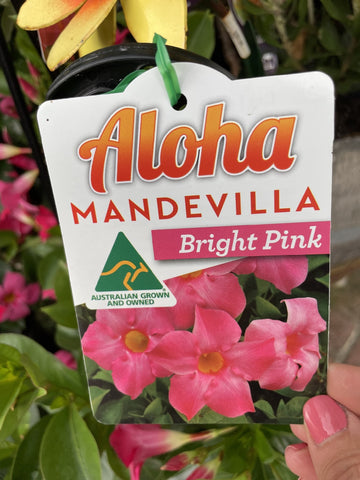 MANDEVILLA ALOHA BRIGHT PINK 17CM 