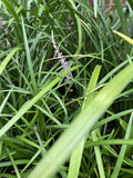 LIRIOPE EVERGREEN GIANT 14CM