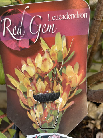 LEUCADENDRON RED GEM 20CM