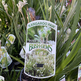 ANIGOZANTHOS KANGAROO PAW BUSH DIAMOND 14CM 