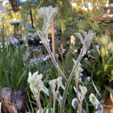 ANIGOZANTHOS KANGAROO PAW BUSH DIAMOND 14CM 