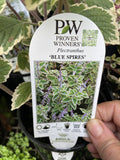 PLECTRANTHUS BLUE SPIRES 14CM 
