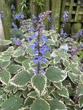 PLECTRANTHUS BLUE SPIRES 14CM 
