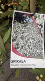 SPIRAEA CANTONIENSIS LANCEOLATA 20CM 