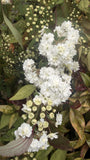 SPIRAEA CANTONIENSIS LANCEOLATA 20CM 