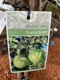 APPLE DWARF GRANNY SMITH BARE ROOT