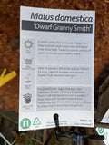 APPLE DWARF GRANNY SMITH BARE ROOT
