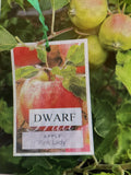 APPLE DWARF PINK LADY BARE ROOT