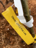 APPLE DWARF PINK LADY BARE ROOT