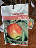 APPLE DWARF RED FUJI BARE ROOT 