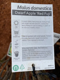 APPLE DWARF RED FUJI BARE ROOT 