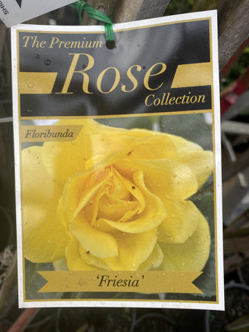 ROSA STANDARD 3FT FRIESIA 20CM 