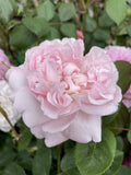 ROSE DAVID AUSTIN MARY ROSE BARE ROOT 