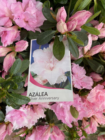 AZALEA SILVER ANNIVERSARY 17.5CM
