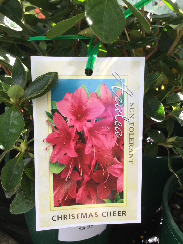 AZALEA CHRISTMAS CHEER 17.5CM – Poyntons Nursery