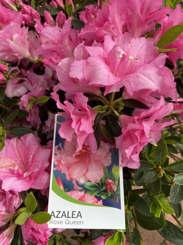AZALEA ROSE QUEEN 17CM