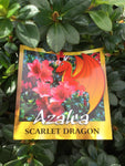 AZALEA SCARLET DRAGON 17CM