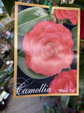 CAMELLIA BLACK TIE 25CM