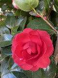 CAMELLIA BLACK TIE 25CM