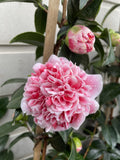 CAMELLIA VOLUNTEER 18CM