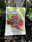 RASPBERRY HERITAGE 14CM 