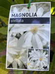 MAGNOLIA STELLATA 33CM