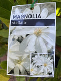 MAGNOLIA STELLATA 33CM
