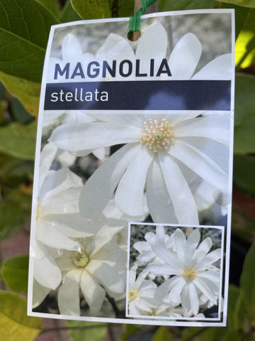 MAGNOLIA STELLATA 33CM