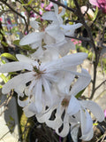MAGNOLIA STELLATA 33CM