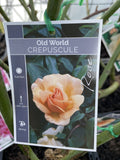 ROSA CLIMBING CREPUSCULE BARE ROOT