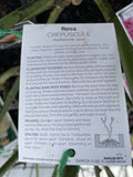 ROSA CLIMBING CREPUSCULE BARE ROOT