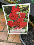 ROSE CLIMBING MR LINCOLN BARE ROOT
