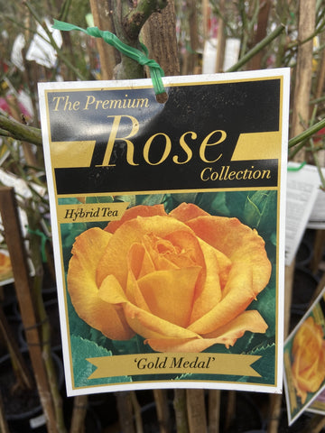 ROSE STANDARD GOLD MEDAL 3FT 20CM 