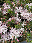 PHILOTHECA WINTER ROUGE 20CM