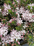 PHILOTHECA WINTER ROUGE 20CM