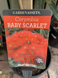CORYMBIA GRAFTED BABY SCARLET 20CM 