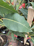 CORYMBIA GRAFTED BABY SCARLET 20CM 