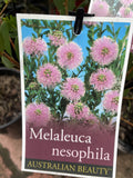 MELALEUCA NESOPHYLA 14CM