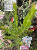 MELALEUCA NESOPHYLA 14CM