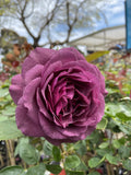 ROSE EBB TIDE BARE ROOT 