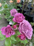 ROSA THANK YOU 20CM