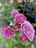 ROSA THANK YOU 20CM