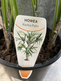HOWEA FORSTERIANA 20CM